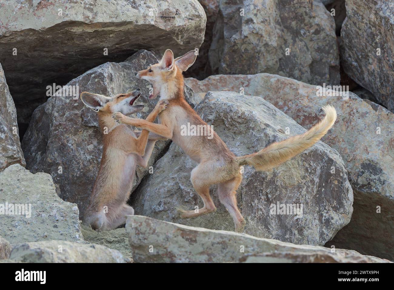 Die beiden jungen arabischen Rotfüchse in einem felsigen Gebiet spielen ein Stück Stockfoto