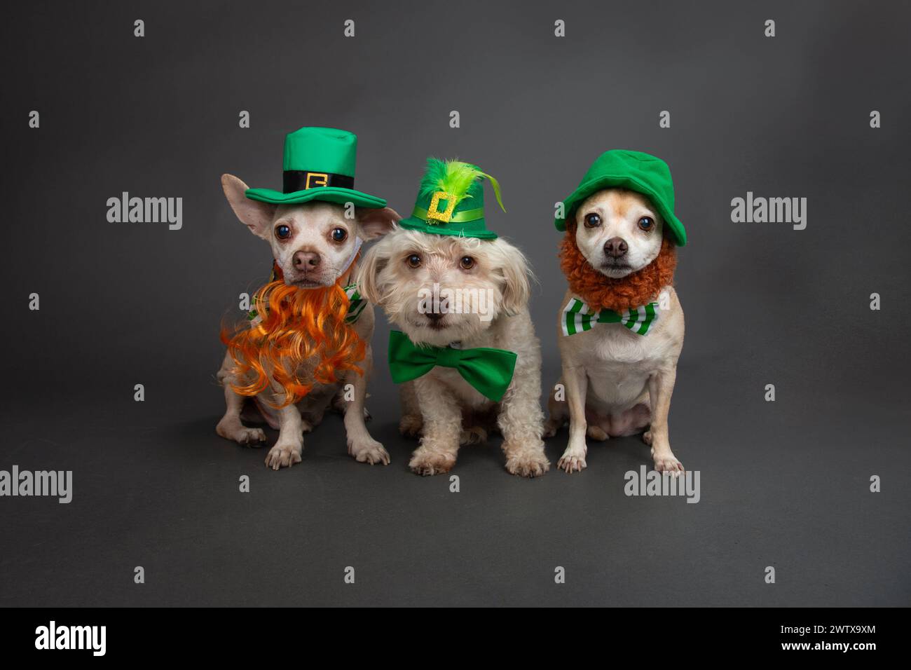 Havanesen, Chihuahua und Cheagle sitzen nebeneinander in St. Patrick's Day-Outfits Stockfoto