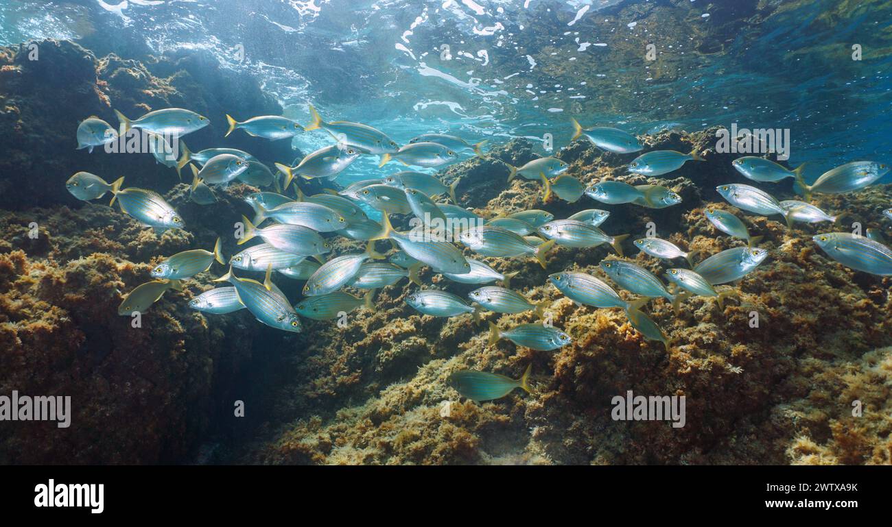 Fischschwärme unter Wasser im Mittelmeer, SARPA salpa Fisch, natürliche Szene, Italien Stockfoto
