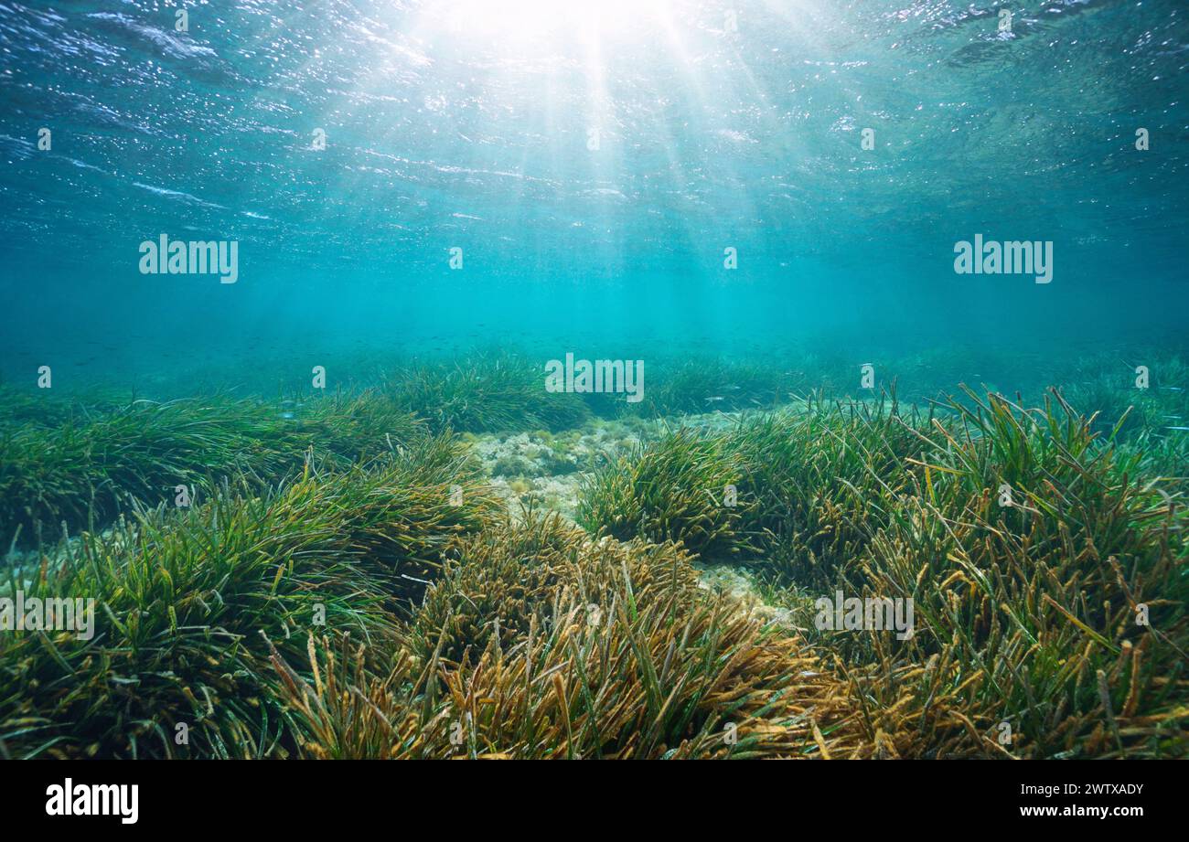 Sonnenlicht unter Wasser durch Wasseroberfläche mit Seegras auf flachem Meeresboden, Mittelmeer, Spanien Stockfoto