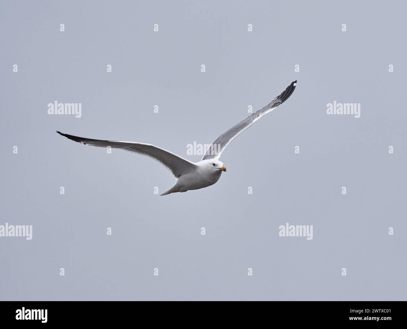 Adulte Möwe mit gelbbeinigem Bein im Flug gegen blauen Himmel Stockfoto