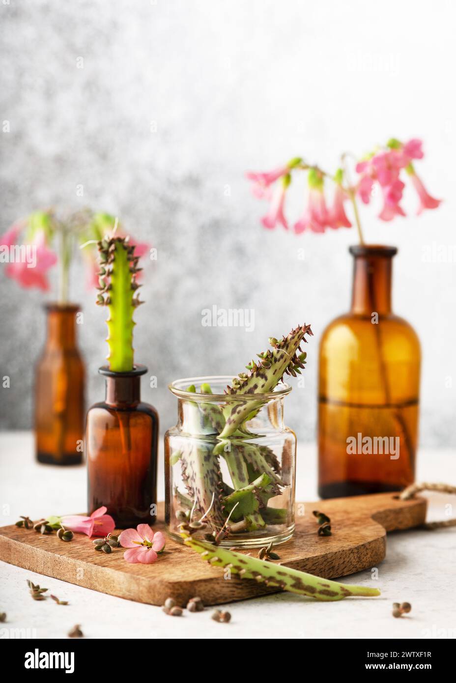 Kleines Glas mit frisch geernteten Blättern der Mutter der Tausenden zur Herstellung von Extrakt oder ätherischem Öl. Spa- oder Kräutermedizin-Konzept. (Kalancho Stockfoto