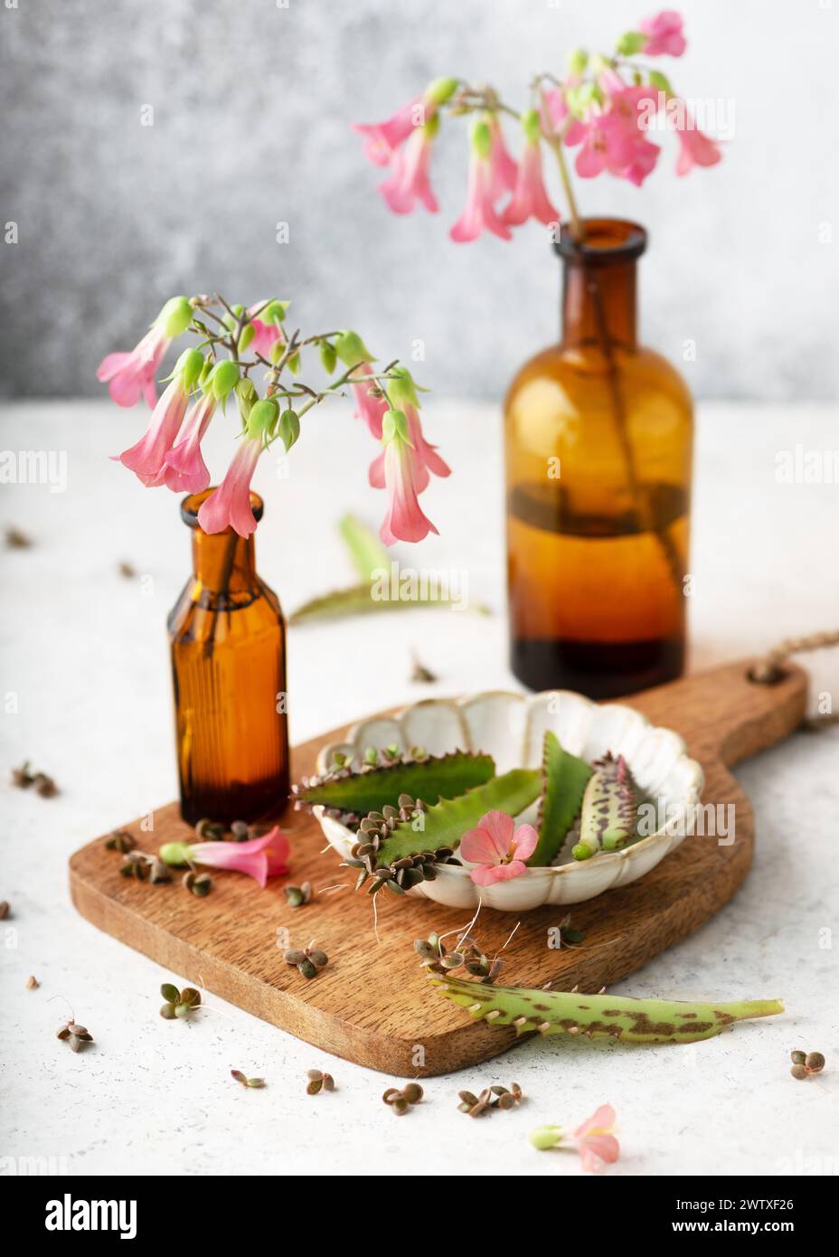 Frisch geerntete Blätter von Mutter der Tausenden zur Herstellung von Extrakt oder ätherischem Öl. Spa- oder Kräutermedizin-Konzept. (Kalanchoe daigremontiana) Stockfoto