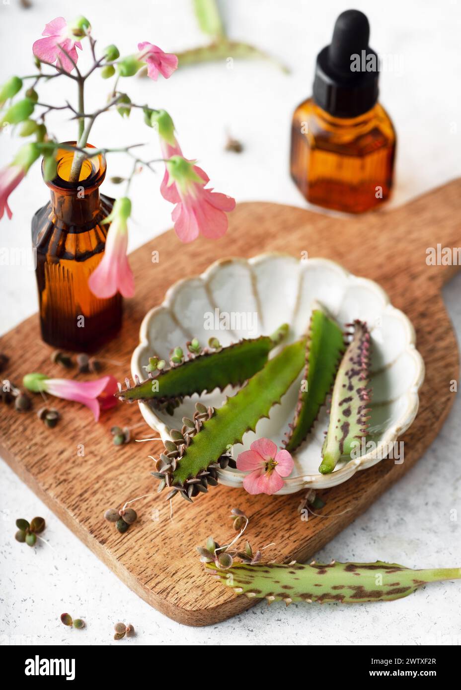 Frisch geerntete Blätter der Mutter Tausender hochgiftiger Sukkulenten zur Herstellung von Extrakt oder ätherischem Öl. Spa- oder Kräutermedizin-Konzept. Stockfoto