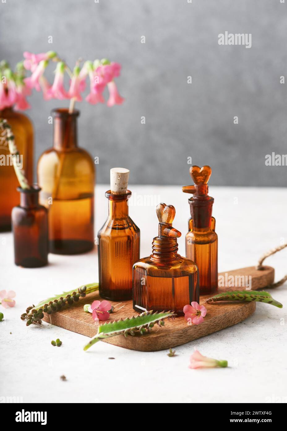 Mutter tausender Pflanzen ätherisches Öl (Tinktur, Heilmittel, Infusion) in Glasflaschen mit frischen Blüten und Blättern. Spa- oder Kräutermedizin-Konzept. Stockfoto