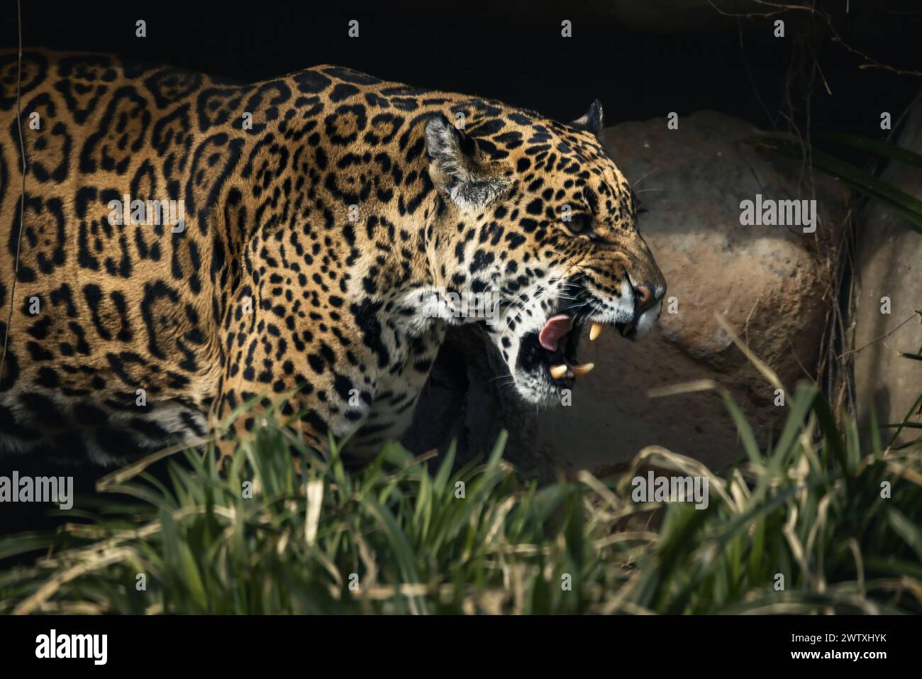 Ein erwachsener jaguar mit weit geöffnetem Mund, der zwischen Felsen wandert. Stockfoto