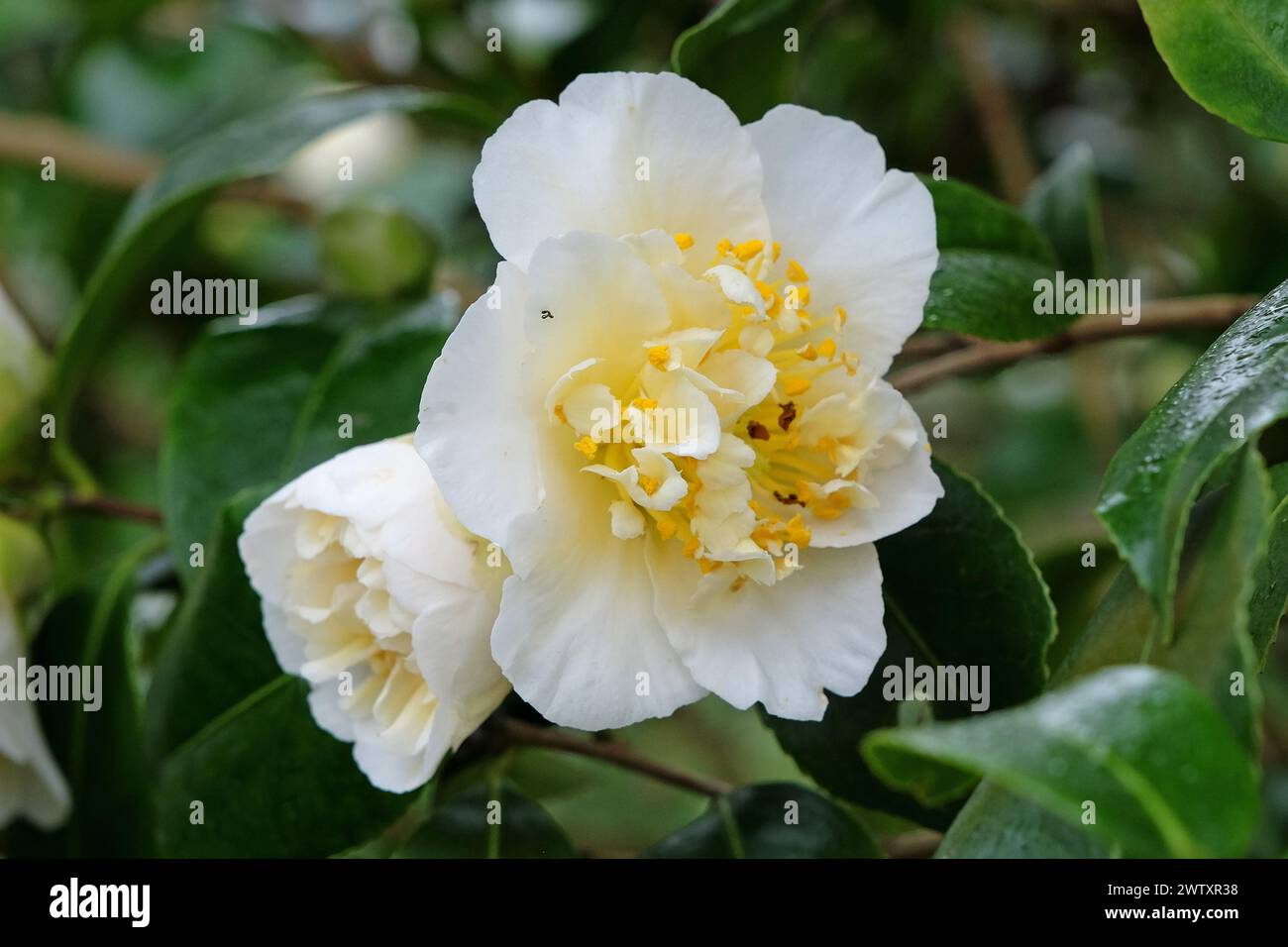 Weiße und cremefarbene Doppel-Camellia japonica 'Gwenneth Morey' in Blüte. Stockfoto