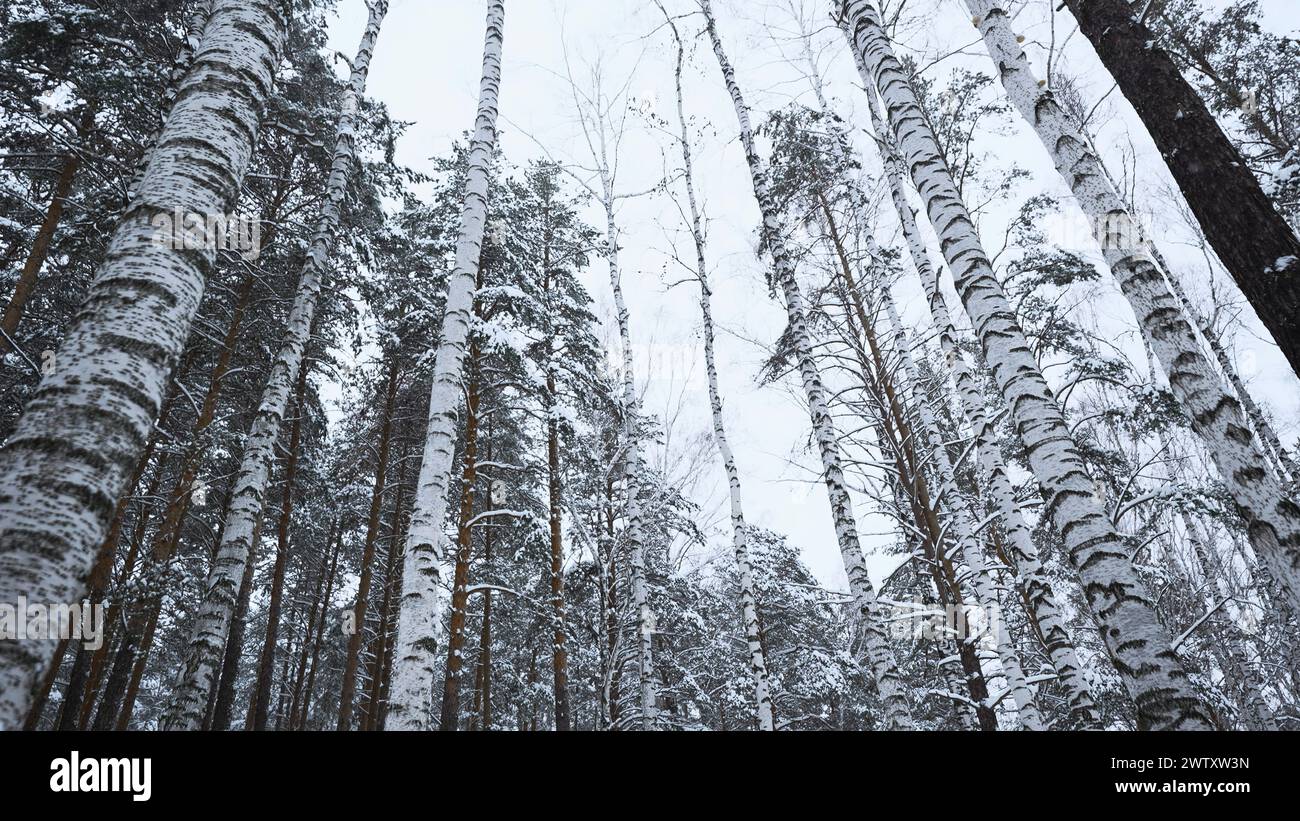 Blick auf den Wald und die Kronen im Winter. Medien. Lebhafter Blick auf den Winterwald mit Baumkronen. Vertikales Schwenken des Waldes am Wintertag Stockfoto