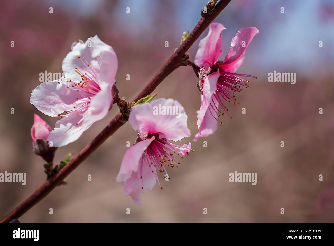 Rosa Frühlingsblumen Zweig mit weichem Fokus Hintergrund Stockfoto