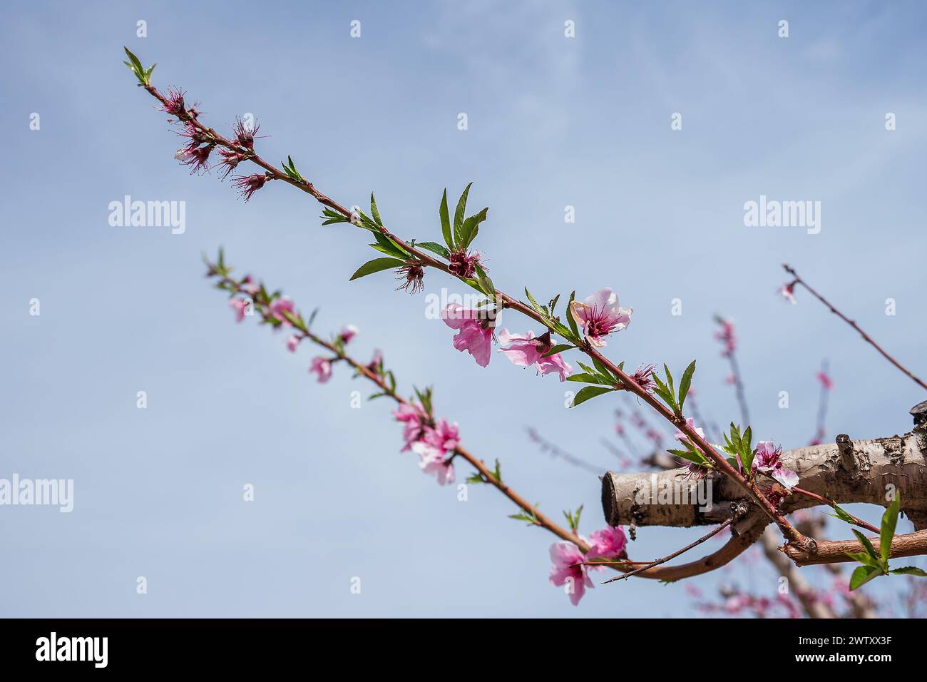 Kirschbaumzweig mit rosa Blüten unter blauem Himmel Stockfoto