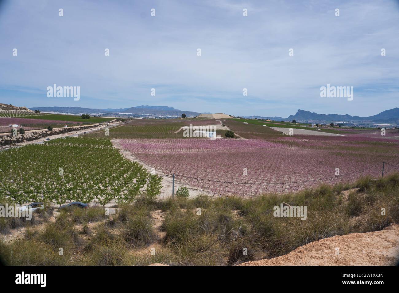 Panoramablick aus der Luft vom Flugzeugfenster über ein leuchtendes violettes Feld Stockfoto