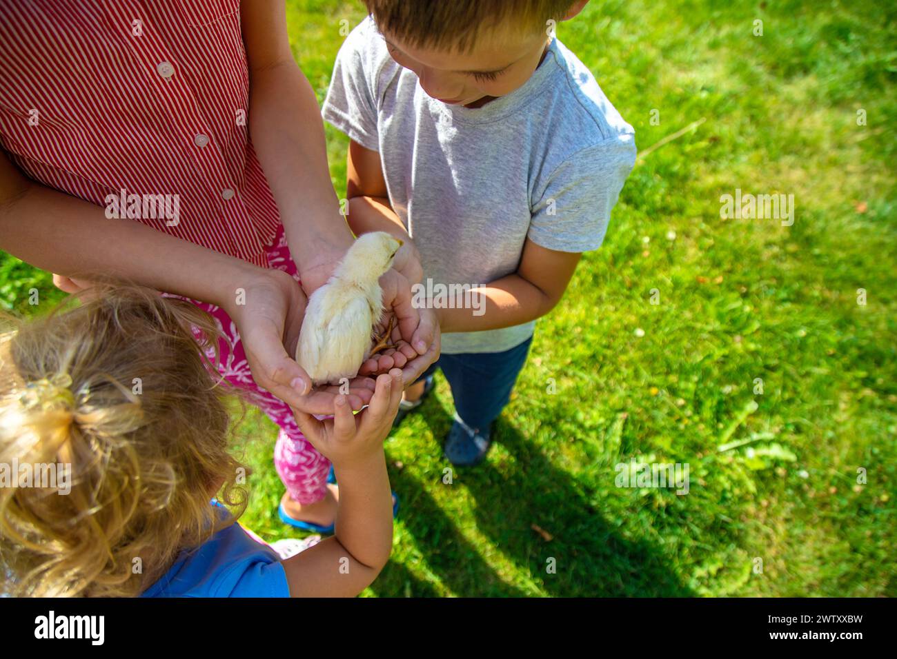 Ein Kind spielt mit einem Huhn. Selektiver Fokus. Stockfoto