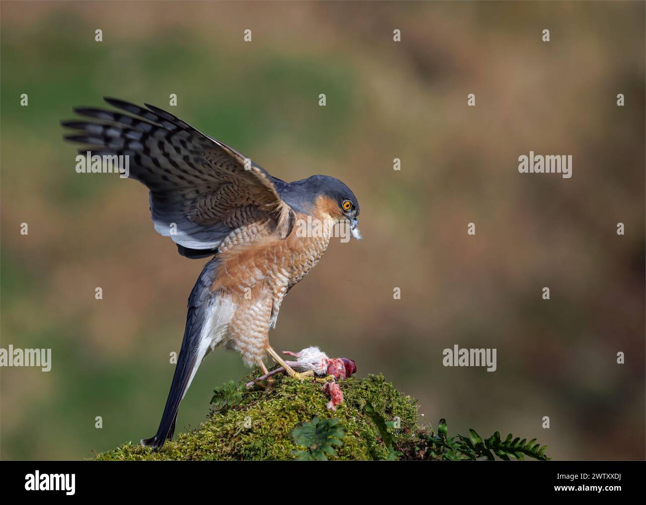 Sperber mit Beute Stockfoto