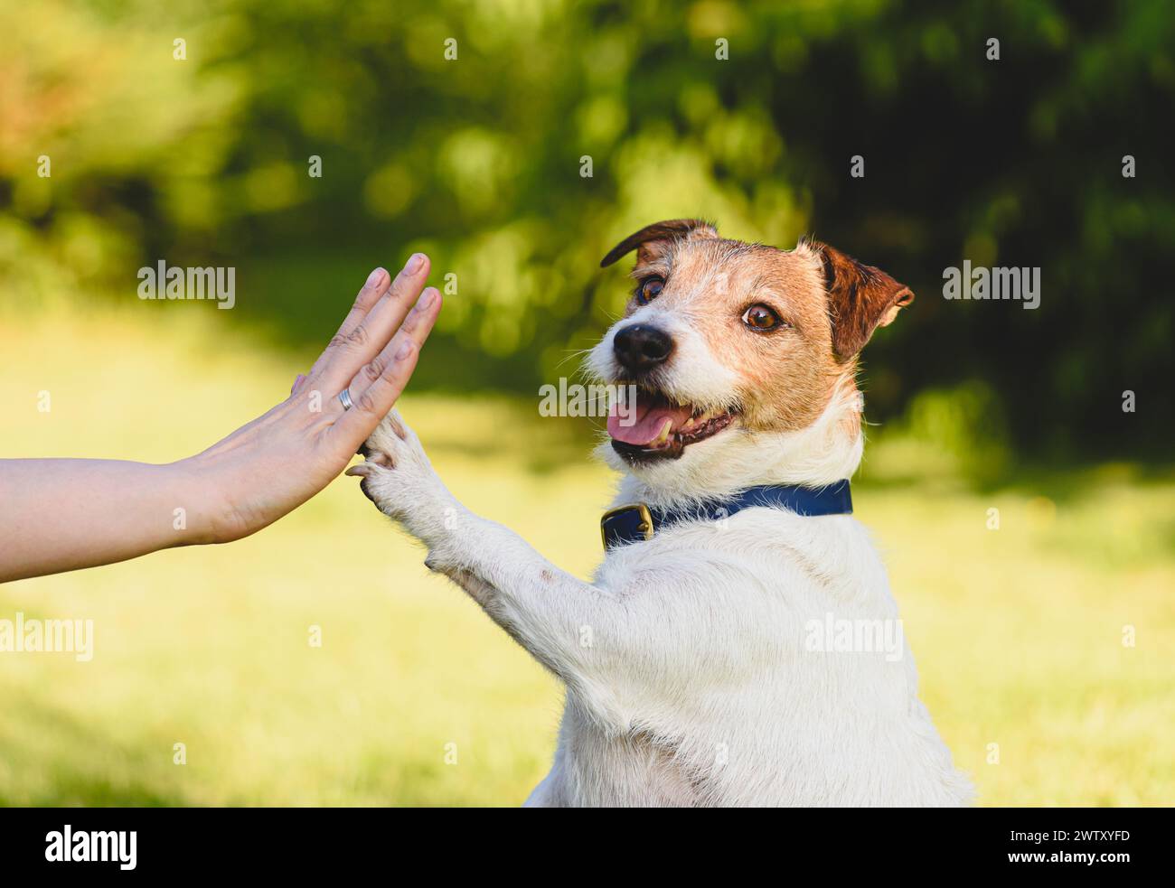 Der Hund gibt einer Frau eine Pfote, die hohe fünf Gesten macht Stockfoto