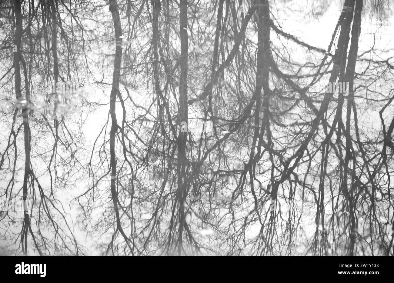 Bäume, Äste spiegeln sich im Wasser, Sprinken, fantastische Formen Stockfoto