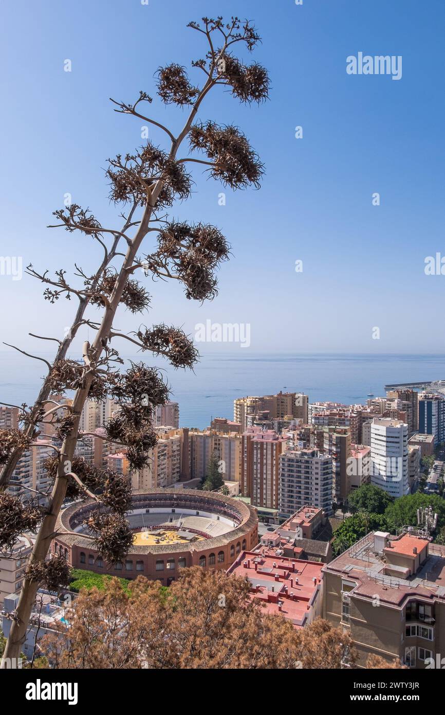 Agaves und Panoramablick auf die Stadt mit der Stierkampfarena in Malaga, Spanien Stockfoto