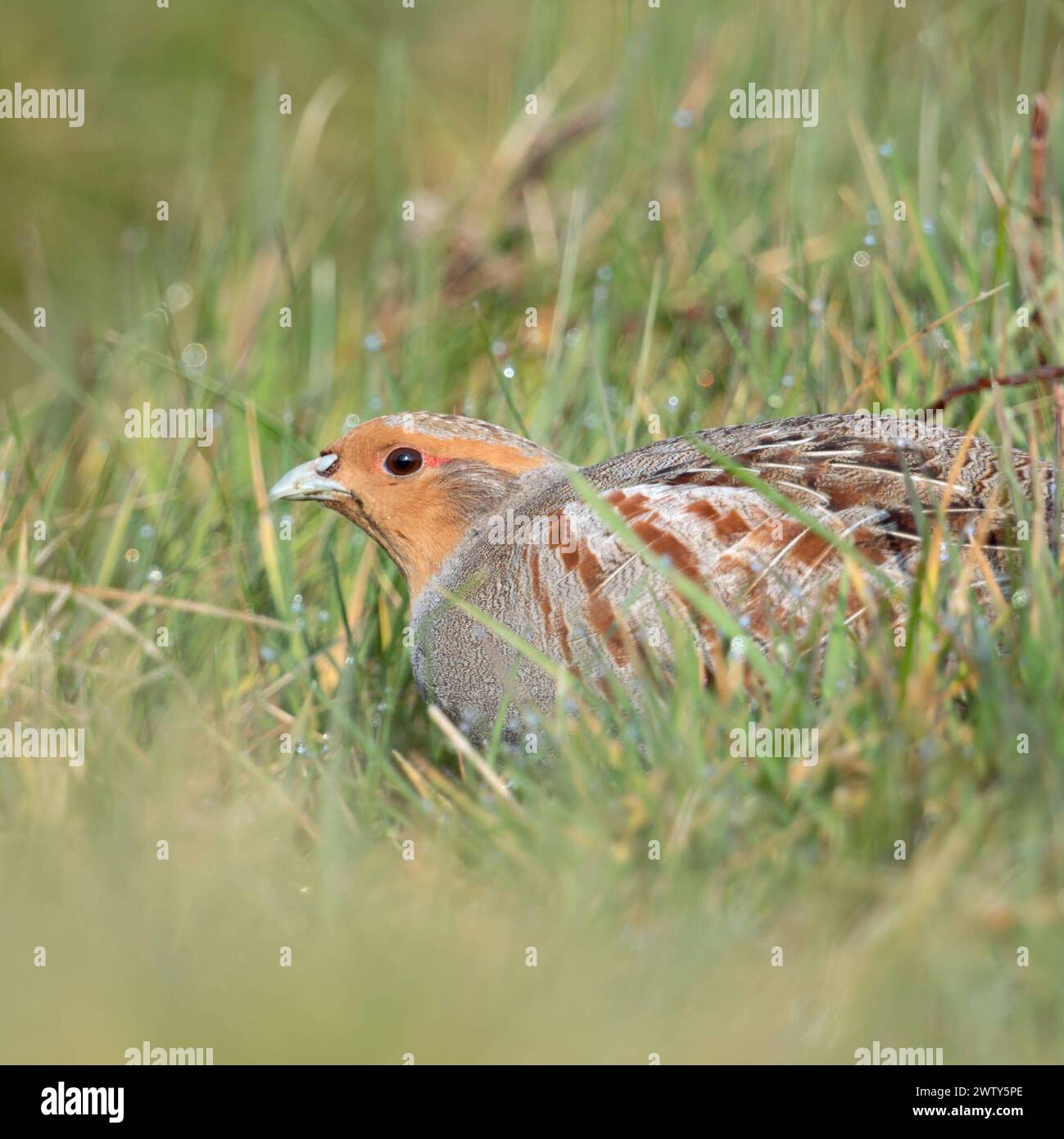 In der Wiese... Rebhuhn Perdix drückt sich am Boden, sucht Schutz, durch Lebensraumverlust stark gefährdetes Feldhuhn, fast überall bedroht, früher sehr häufig, heimische Vogelwelt, Tierwelt, Natur *** Grauer Rebhühner Perdix perdix , sitzend, versteckt auf einer Wiese, seltener Vogel von offenen Feldern und Ackerland, bedroht durch intensive Landwirtschaft, Tierwelt Europa. Nordrhein-Westfalen Deutschland, Westeuropa Stockfoto