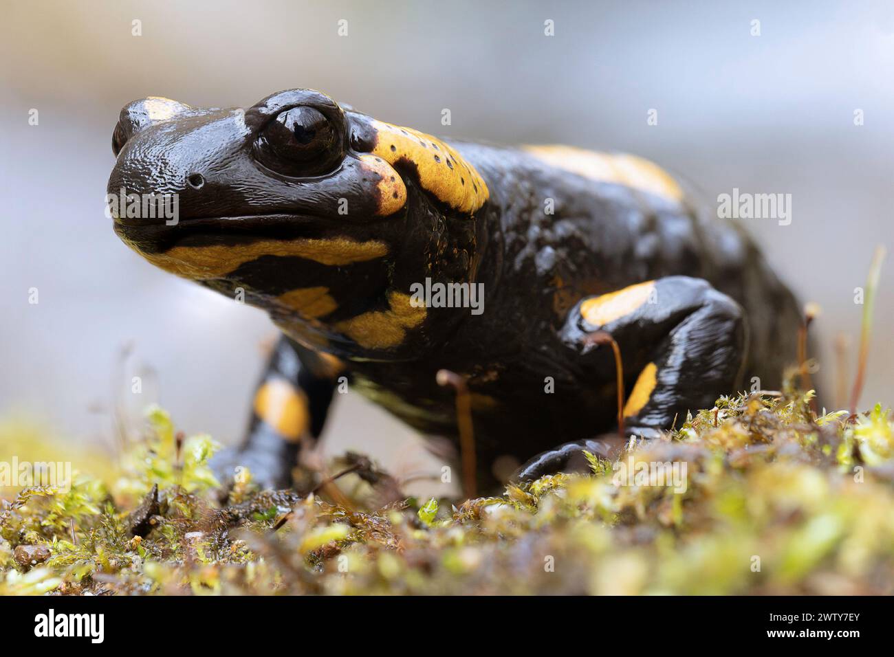 Farbenfroher Salamander in natürlicher Umgebung (Salamandra salamandra) Stockfoto