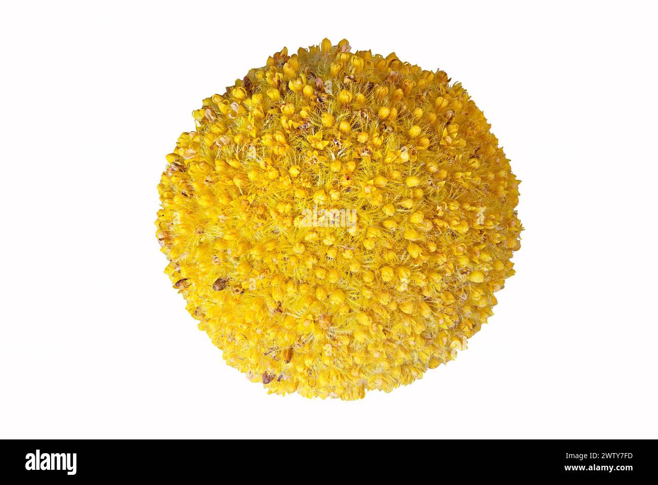 Craspedia globosa Makroaufnahme, gelbe Blume isoliert über weiß Stockfoto