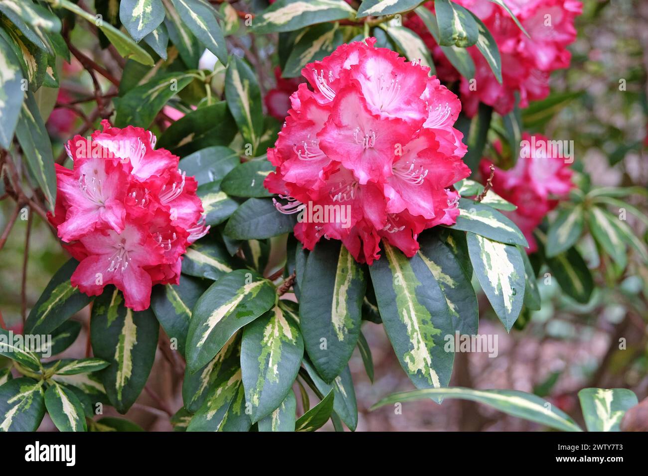 Rot-weiß buntes breitblättriges Rhododendron 'President Roosevelt' in Blüte. Stockfoto