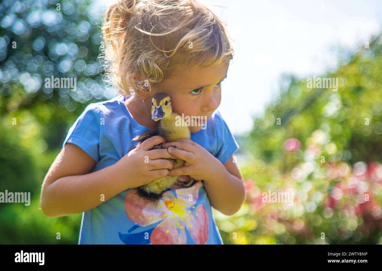 Ein Kind spielt mit einem Entlein. Selektiver Fokus. Tier. Stockfoto