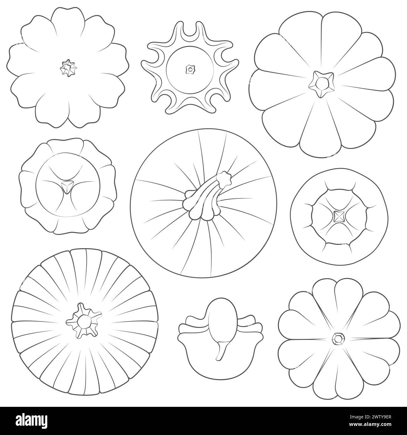 Set von Schwarz-Weiß-Bildern mit Kürbissen verschiedener Typen und Formen. Isolierte Vektorobjekte auf weißem Hintergrund. Stock Vektor