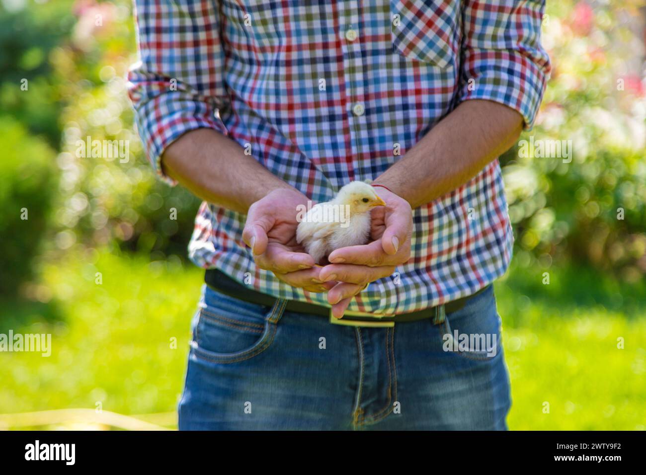 Der Bauer hält ein Huhn in der Hand. Selektiver Fokus. Tier. Stockfoto
