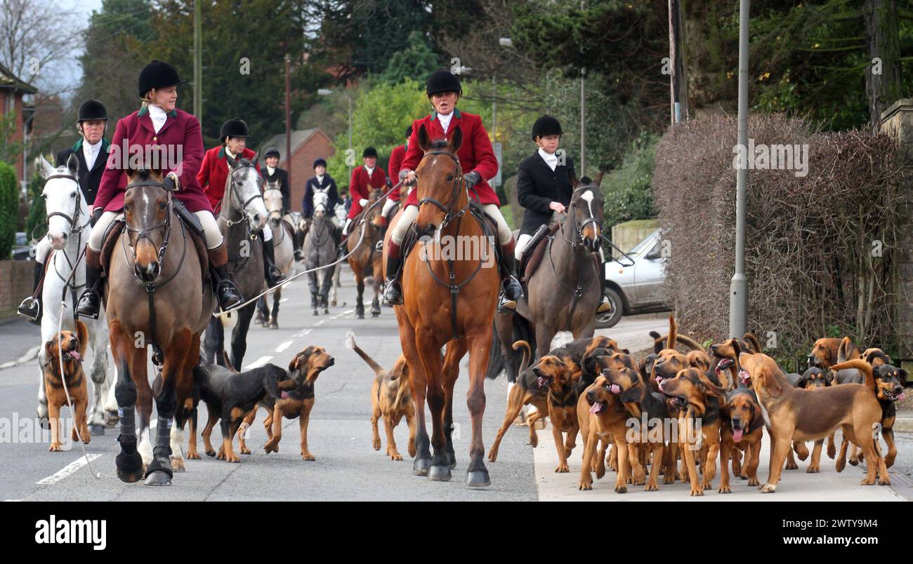 26.12.11...die vier Shires Bluthunde zu Beginn der Jagd am zweiten Weihnachtsfeiertag in Ashbourne, Derbyshire... Stockfoto