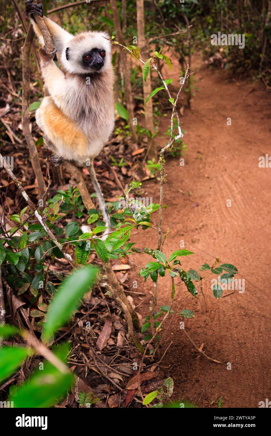 Die Sifaka von Verreaux (Propithecus verreauxi) oder die weiße Sifaka im Regenwald des Analamazaotra National Park, Madagaskar Stockfoto