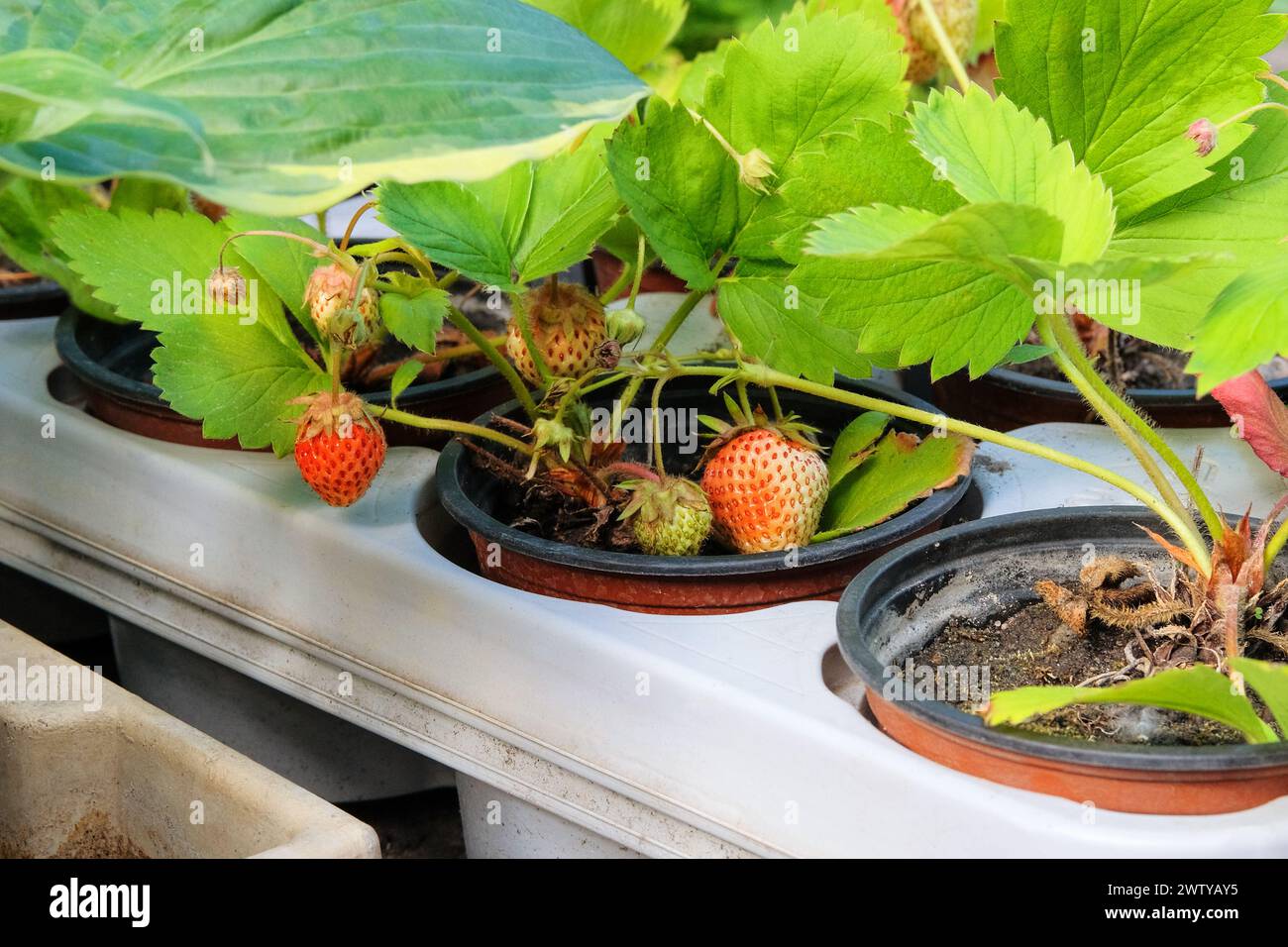 Erdbeersträucher in Töpfen stehen zum Verkauf. Erdbeerkeimlinge in Behältern im Gartengeschäft erhältlich. Stockfoto