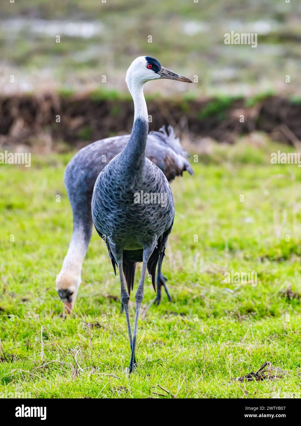 Zwei Haubenkrane (Grus monacha), die auf dem Feld auf der Suche sind. Kagoshima, Japan. Stockfoto