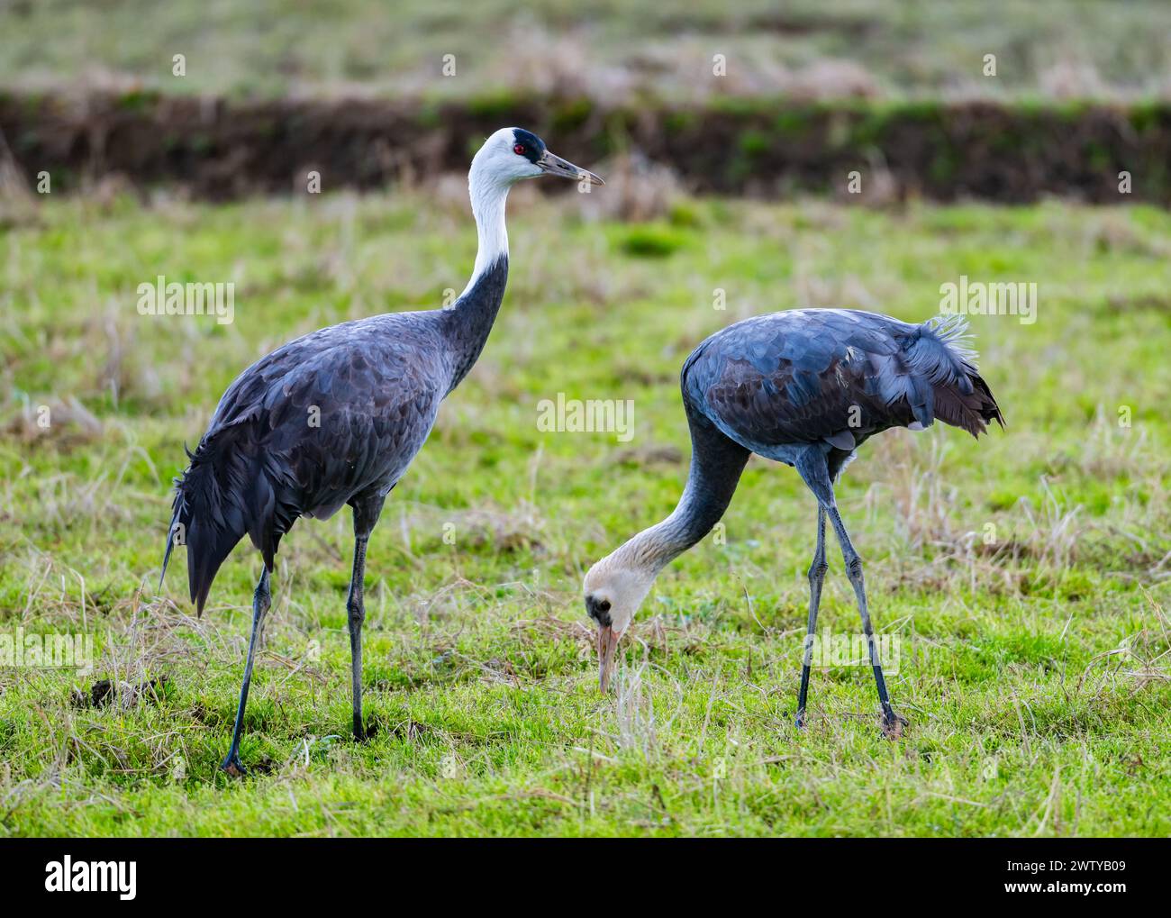 Zwei Haubenkrane (Grus monacha) fliegen über. Kagoshima, Japan. Stockfoto