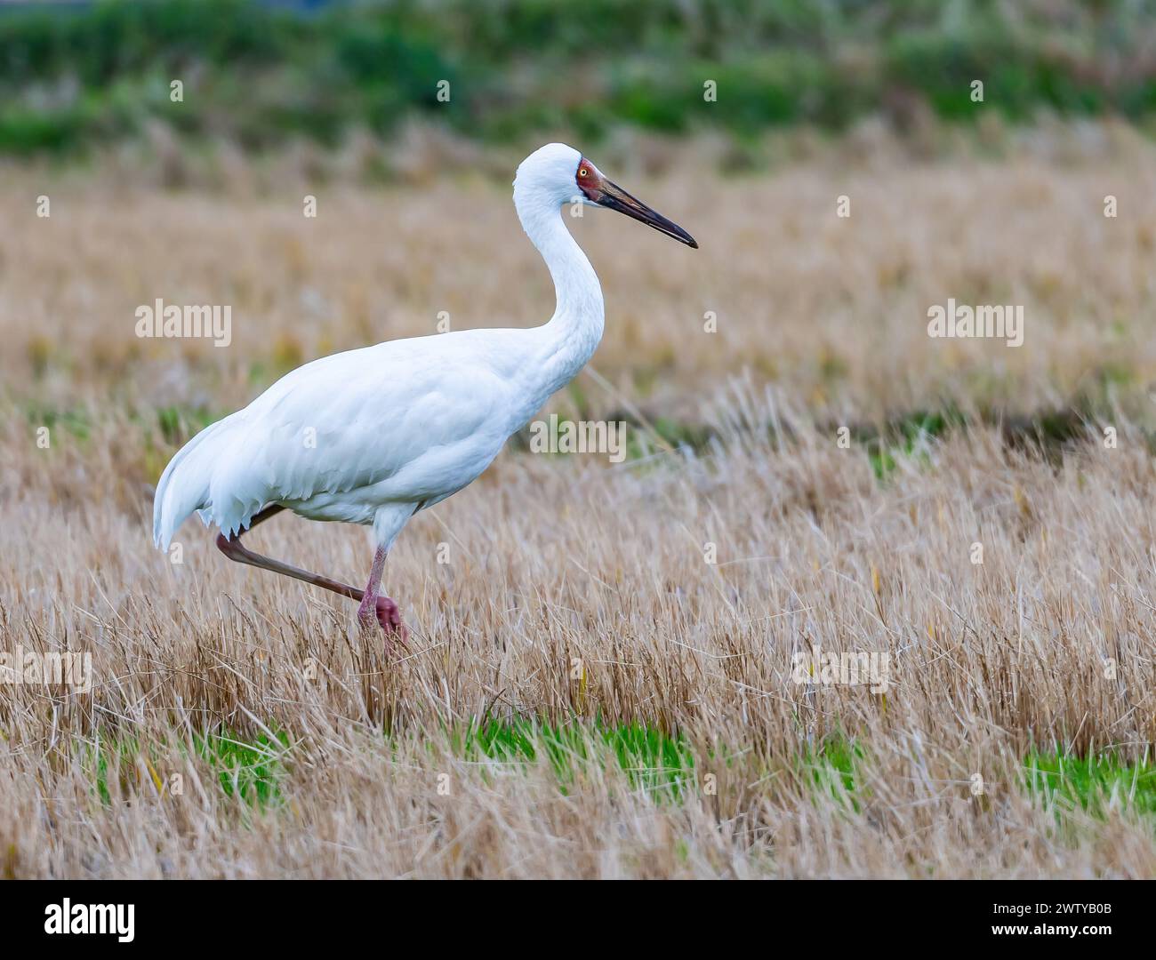 Ein kritisch gefährdeter Sibirischer Krane (Leucogeranus leucogeranus) auf Feldfuttersuche. Kagoshima, Japan. Stockfoto
