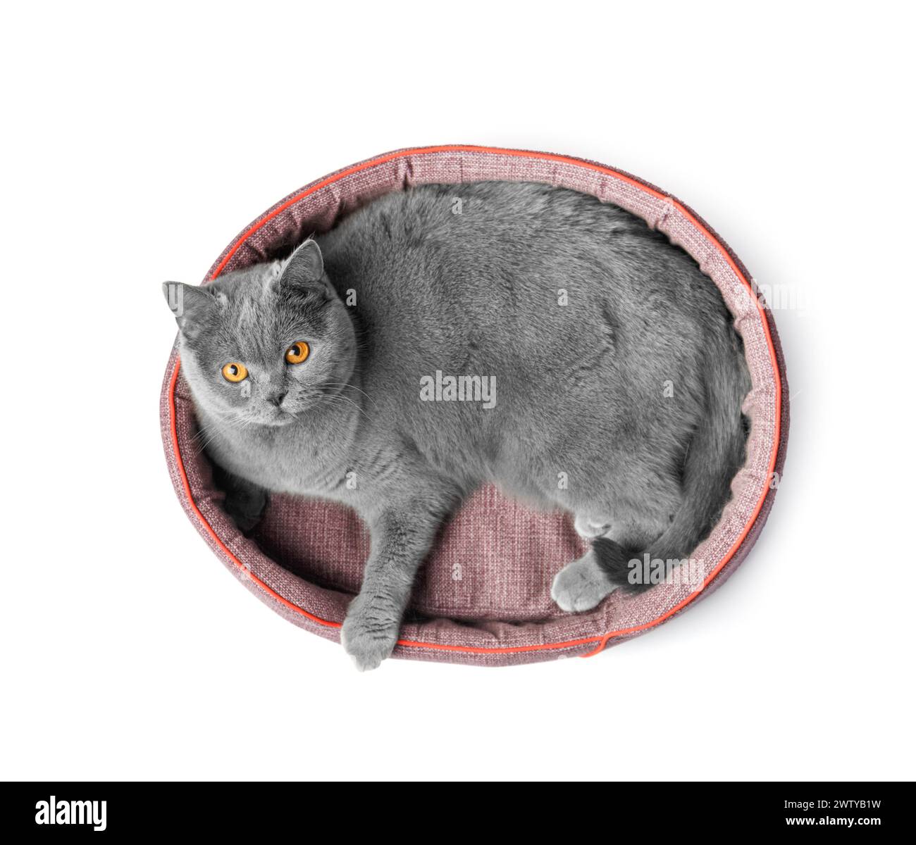 Britische Katze liegt in einem weichen Haustierbett und schaut auf die Kamera auf weißem Hintergrund, Draufsicht, Haustierzubehör. Stockfoto