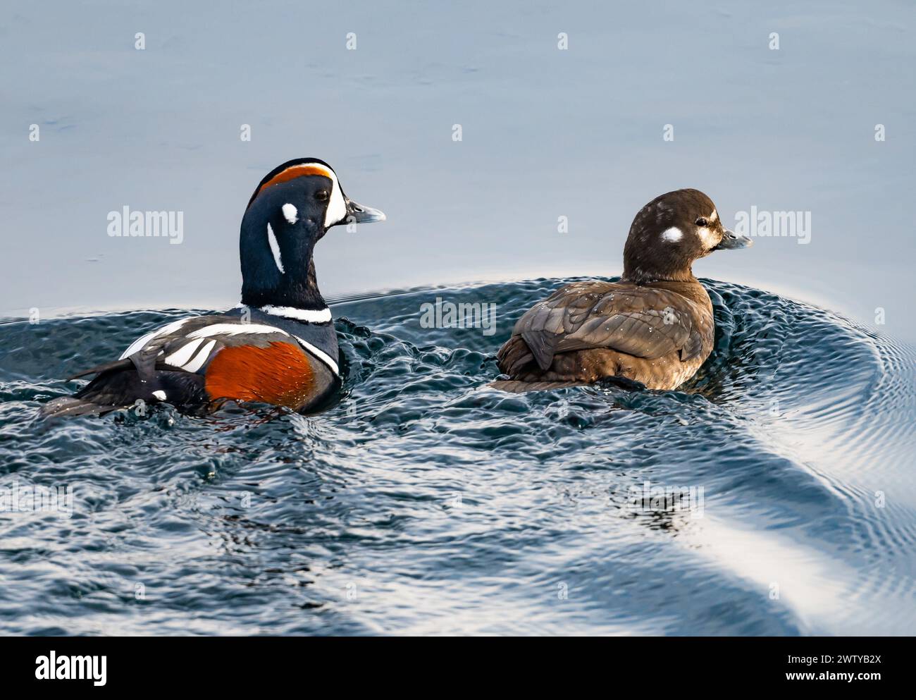 Ein Paar Harlekin-Enten (Histrionicus histrionicus), die im Wasser schwimmen. Hokkaido, Japan. Stockfoto