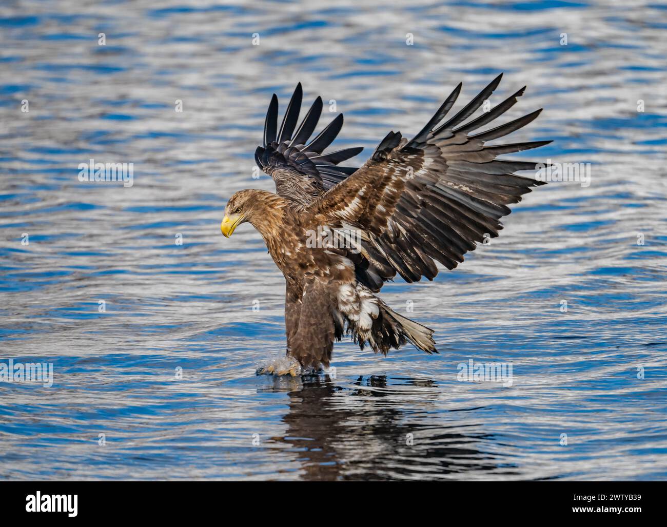 Ein Seeadler (Haliaeetus albicilla), der auf einen Fisch stürzt. Dies ist ein Foto aus einer Serie. Hokkaido, Japan. Stockfoto