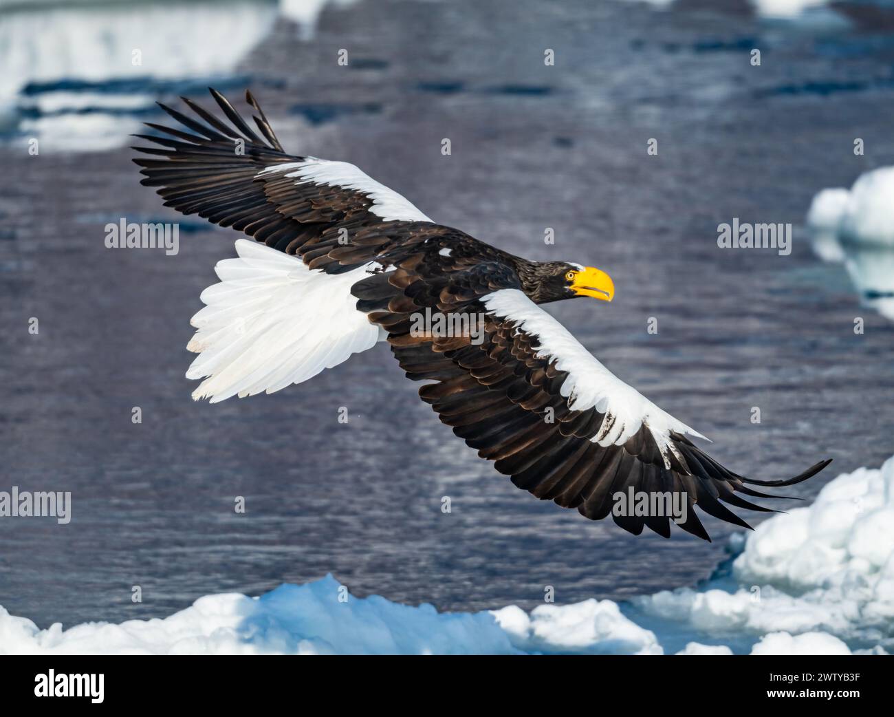 Ein Steller's Sea-Eagle (Haliaeetus pelagicus), der über schwimmendes Meereis fliegt. Hokkaido, Japan. Stockfoto