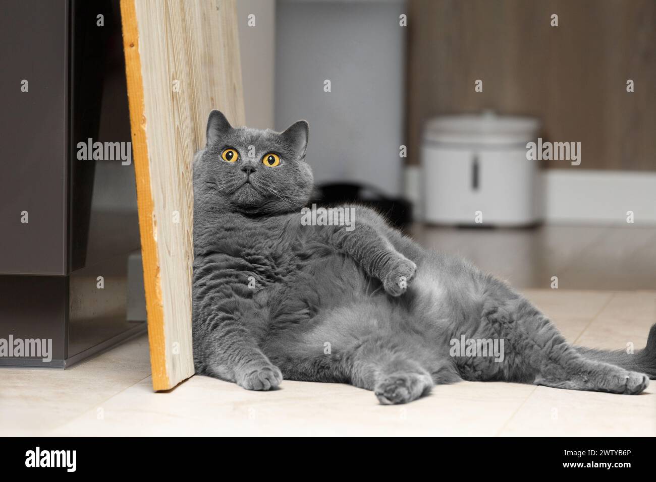 Eine fette britische Katze sitzt lustig, lehnt sich an die Wand im Wohnzimmerinnenraum und schaut auf die Kamera. Adipositas bei Haustieren. Große faule schottische Katze. Stockfoto
