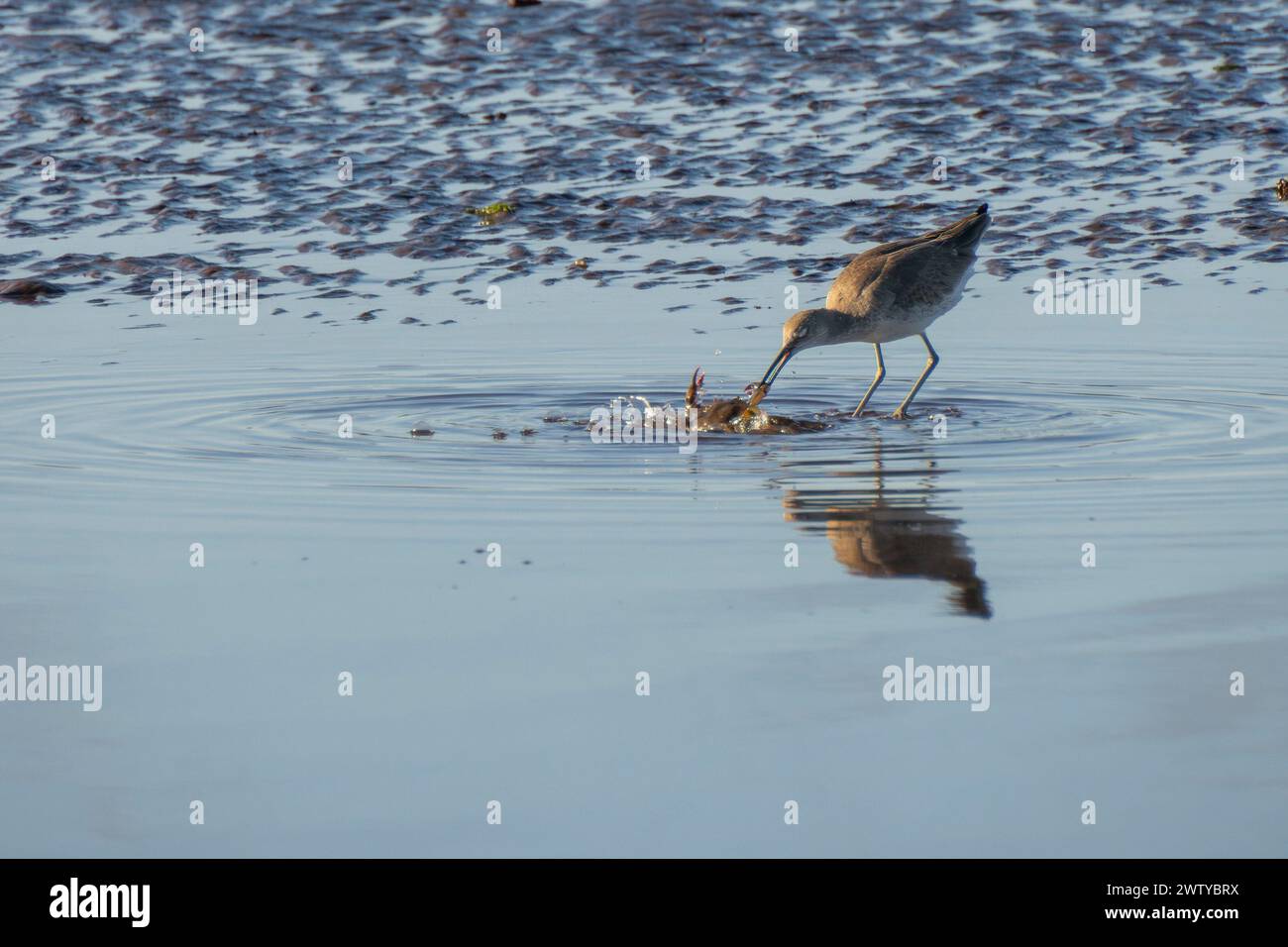 Ein Willet (Tringa semipalmata) isst eine Krabbe, Loreto, baja California Sur, Mexiko Stockfoto