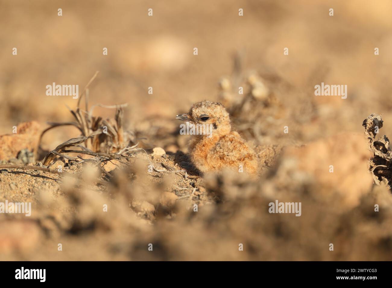 Das Küken war ein ungewöhnlicher Fund im September, aber Vögel werden jede Gelegenheit nutzen, um die Jungen erfolgreich aufzuziehen. Stockfoto