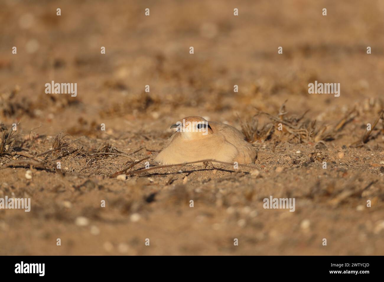 Das Küken war ein ungewöhnlicher Fund im September, aber Vögel werden jede Gelegenheit nutzen, um die Jungen erfolgreich aufzuziehen. Stockfoto