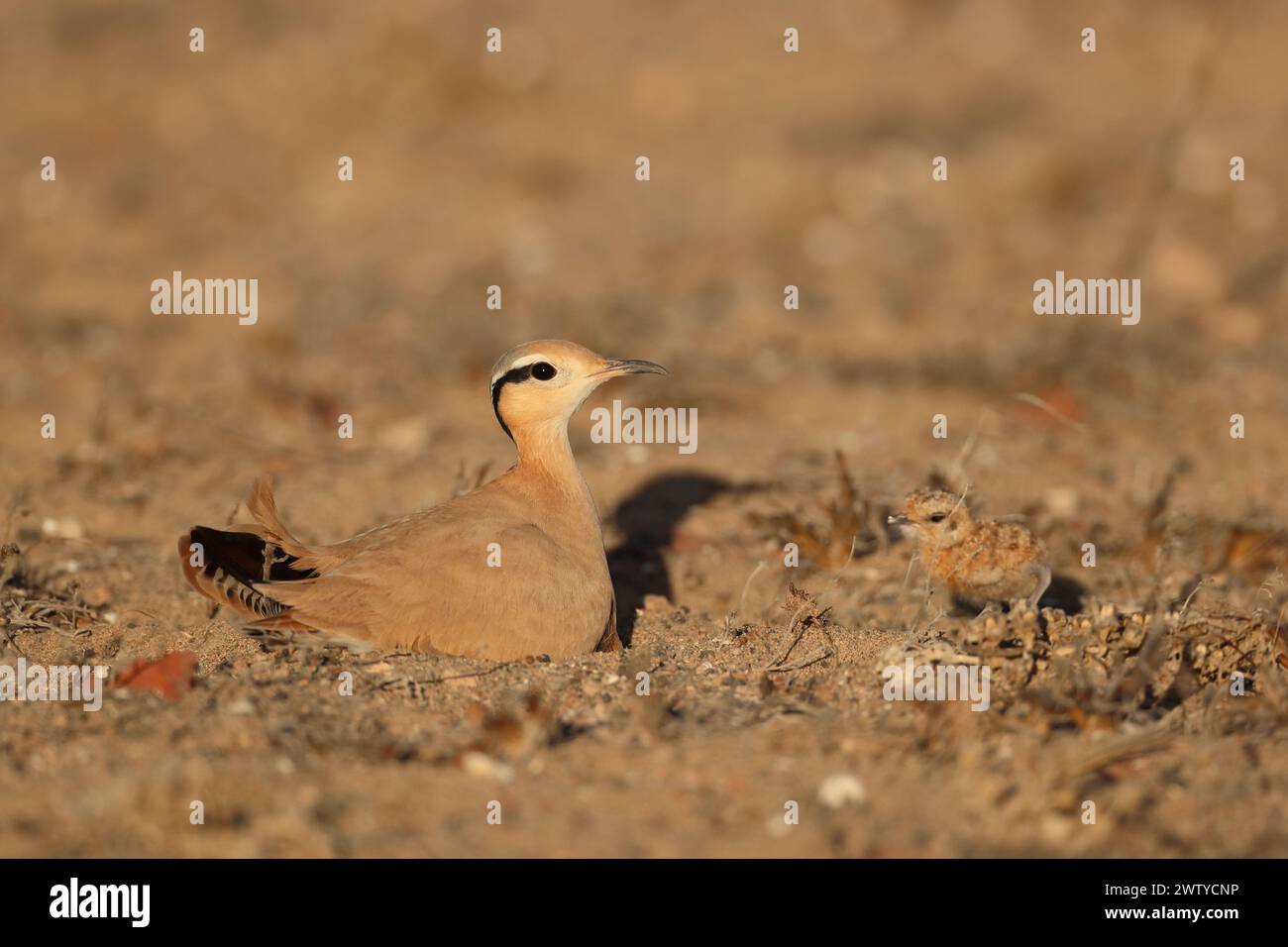 Das Küken war ein ungewöhnlicher Fund im September, aber Vögel werden jede Gelegenheit nutzen, um die Jungen erfolgreich aufzuziehen. Stockfoto