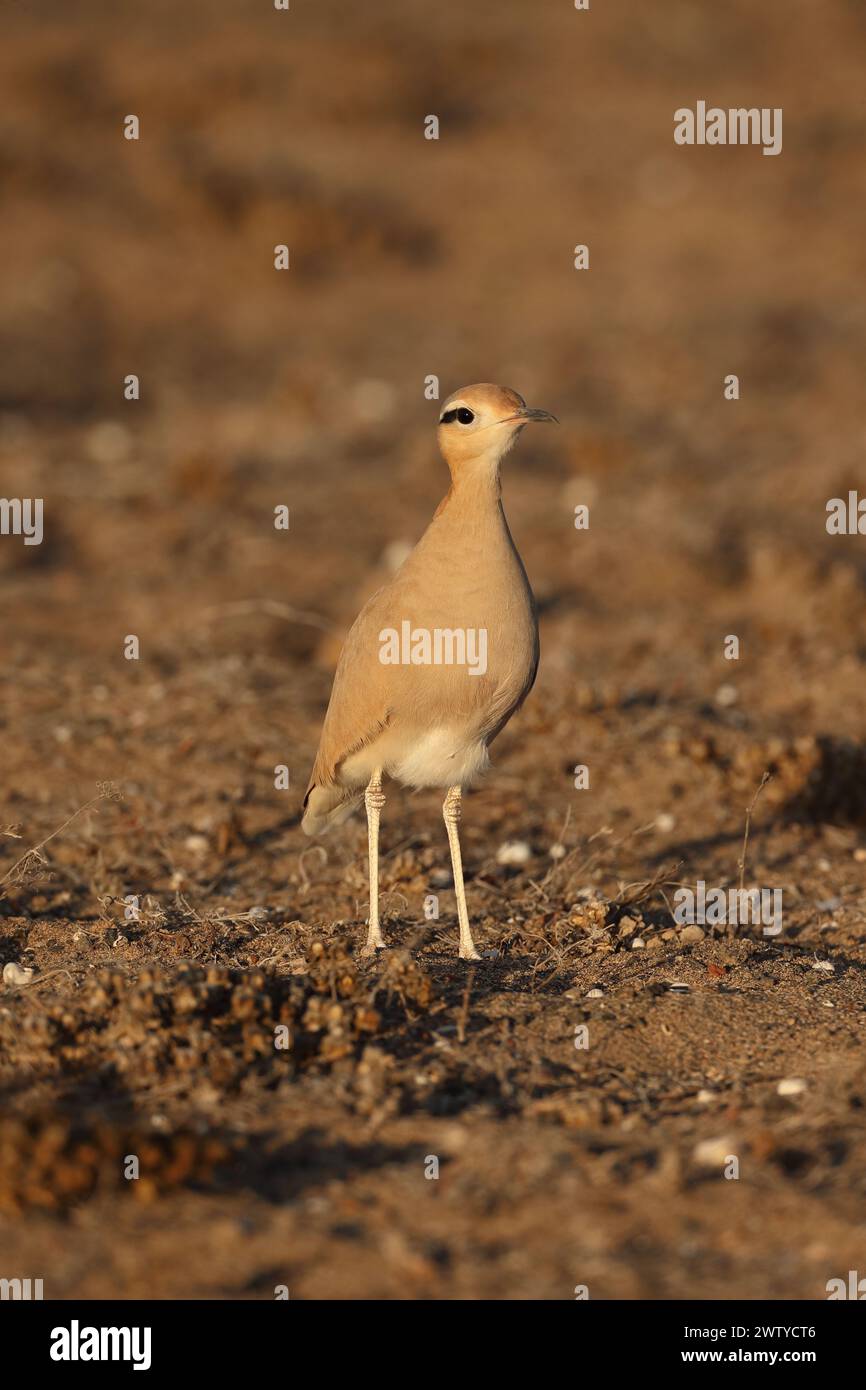 Das Küken war ein ungewöhnlicher Fund im September, aber Vögel werden jede Gelegenheit nutzen, um die Jungen erfolgreich aufzuziehen. Stockfoto