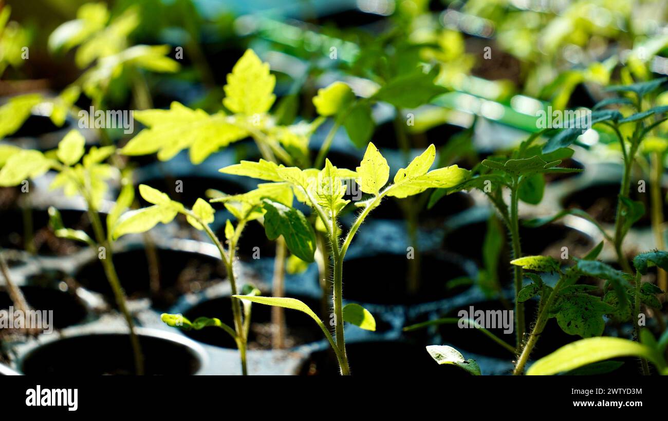 Tomatensämlinge in Plastikbehältern nah heran. Setzlinge von kleinen Tomaten. Gemüse am Fenster anbauen. Stockfoto