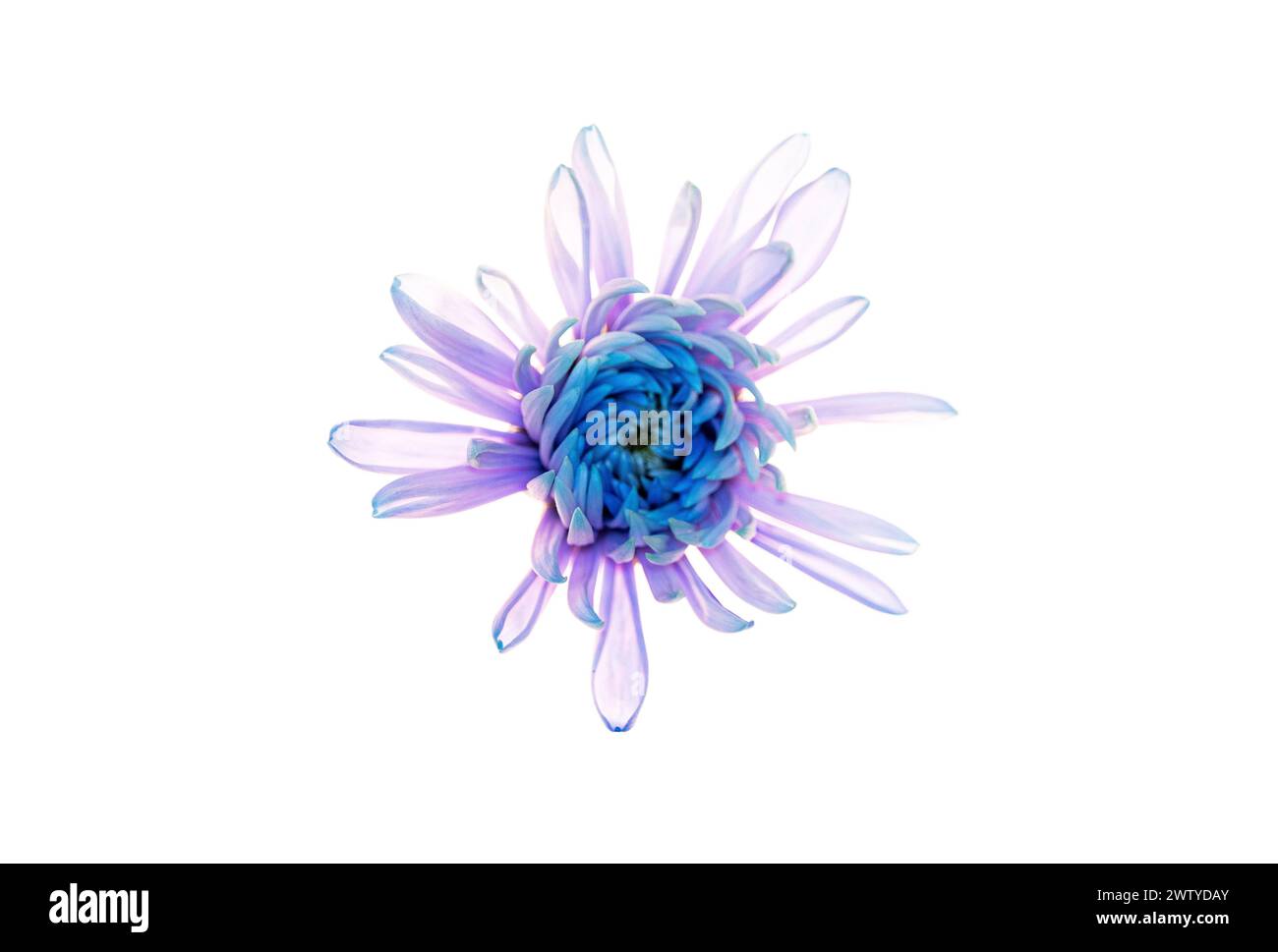 Eine Nahaufnahme einer blau-violetten Chrysanthemenblume, die sich auf einem Leuchtkasten befindet Stockfoto