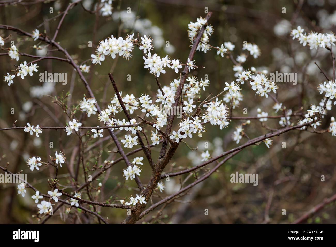 Schwarzdorn Prunus spinosa, Dornhecke Sträucher Frühlingssaison UK mehrere weiße fünf Blütenblätter erscheinen vor den Blättern mit langen Stamen Stockfoto