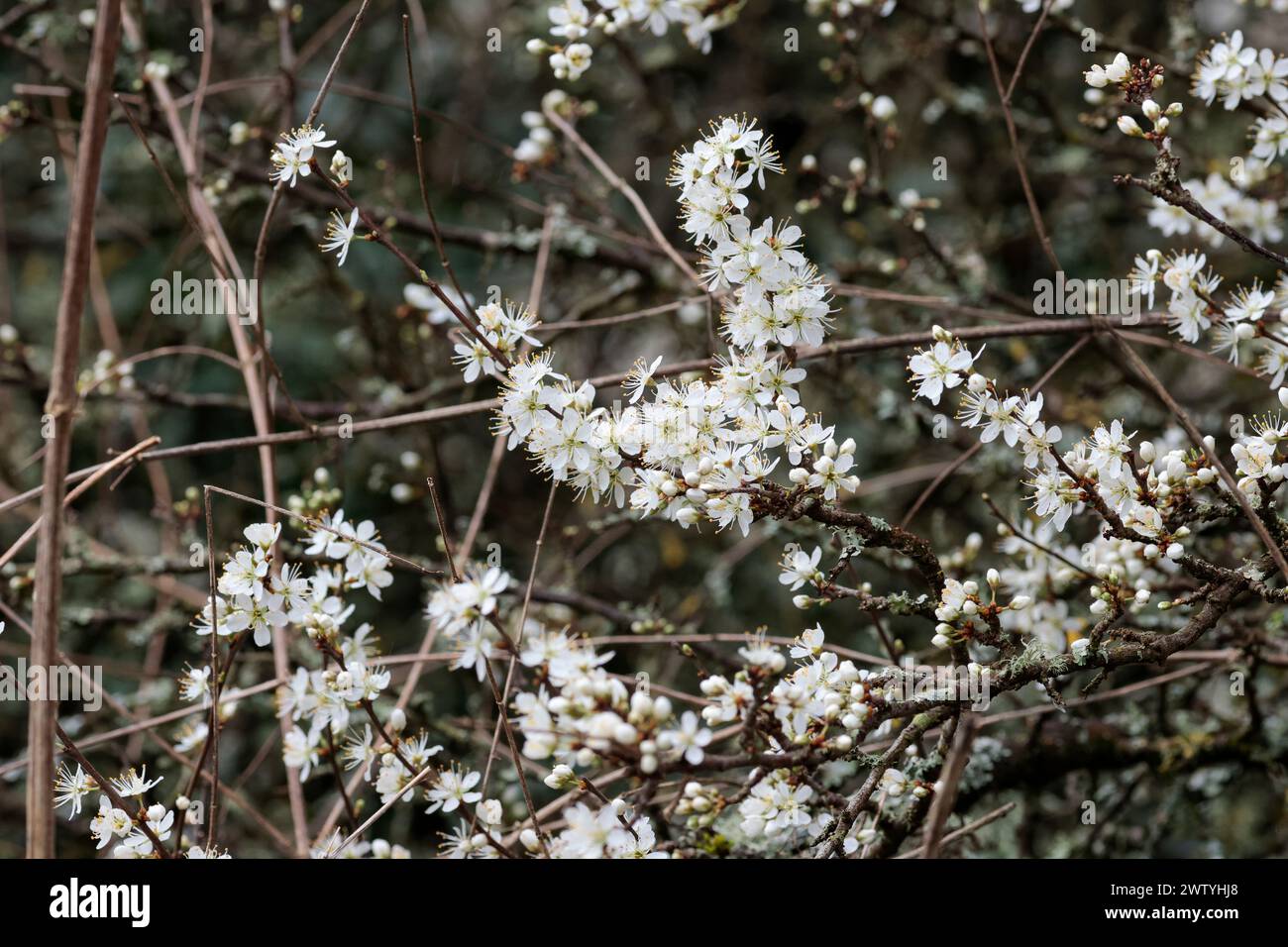 Schwarzdorn Prunus spinosa, Dornhecke Sträucher Frühlingssaison UK mehrere weiße fünf Blütenblätter erscheinen vor den Blättern mit langen Stamen Stockfoto