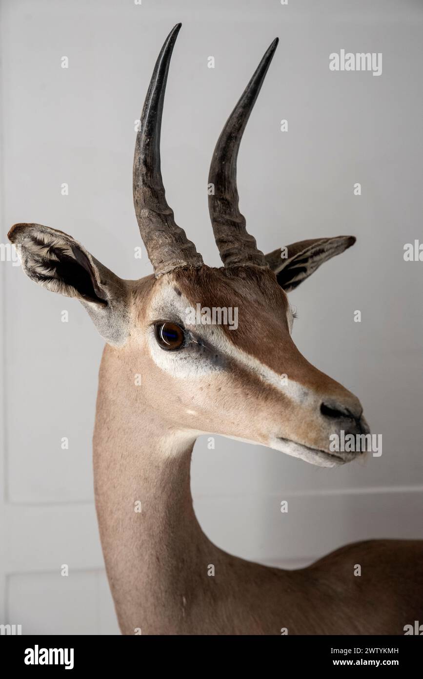 Antilope ist eine Gattung von Hornboviden, die eine einzige lebende Art enthält, den Schwarzbock in Südasien. Stockfoto