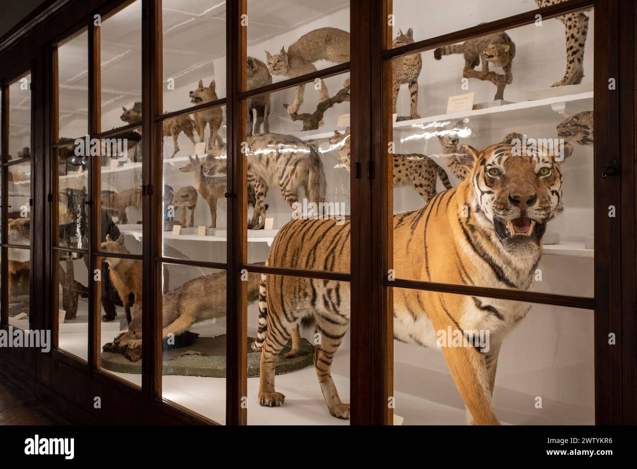 Tiger zusammen mit anderen gefährdeten Katzen in einer Vitrine im naturwissenschaftlichen Museum. Stockfoto