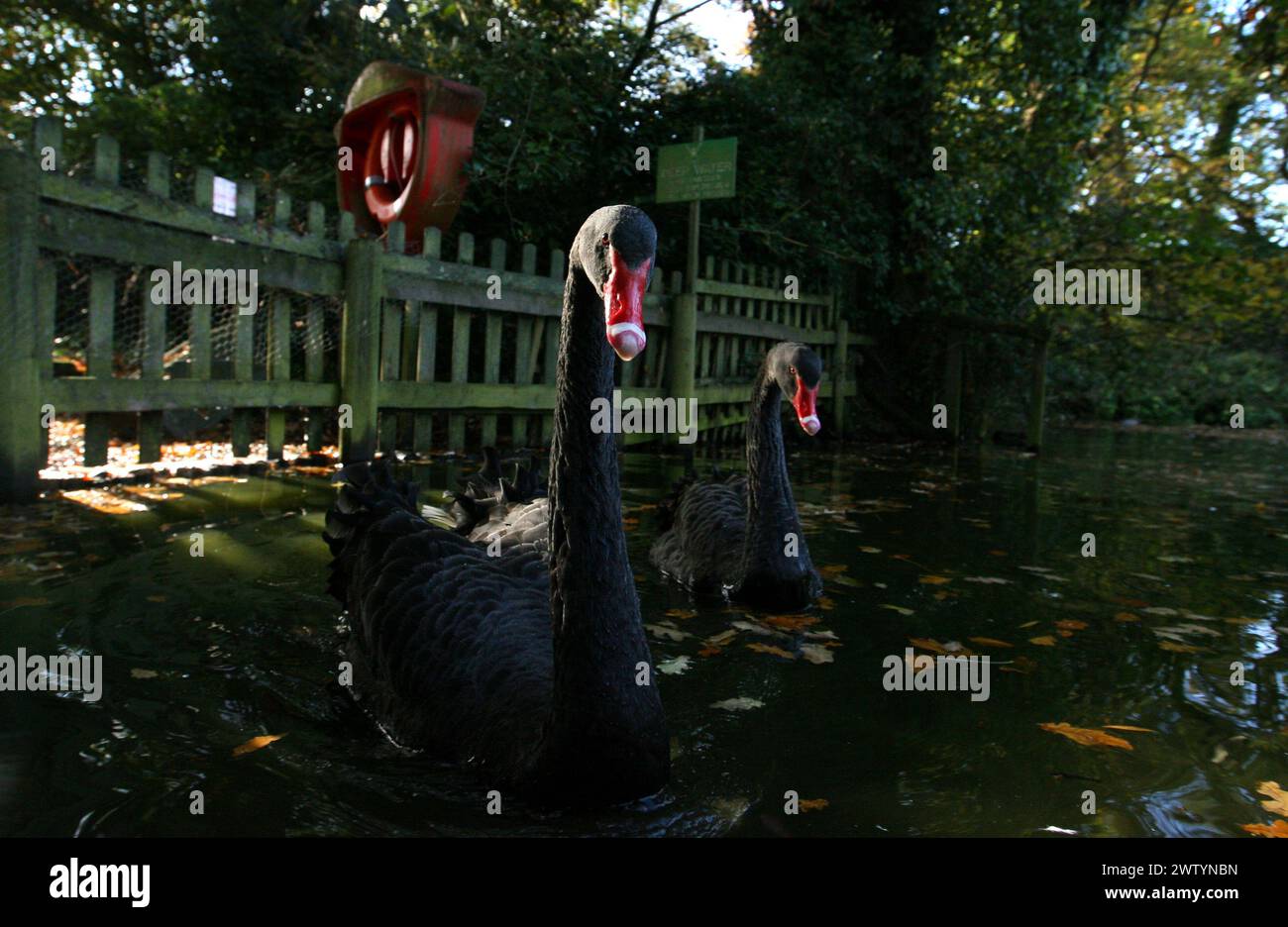 07/11/10 heute Foto ..die Schwäne patrouillieren ihren Teich... Ein Paar extrem territorialer schwarzer Schwäne ist zu einem Spektakel geworden, während sie ihren Teich patrouillieren Stockfoto